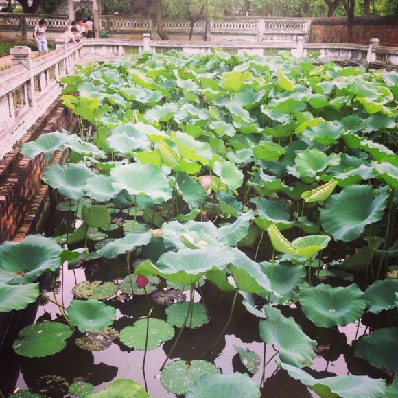 Lotus pond.