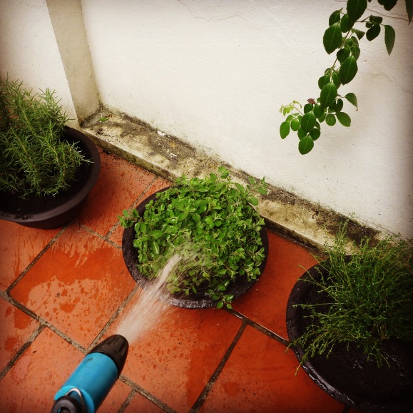 Watering the herbs.